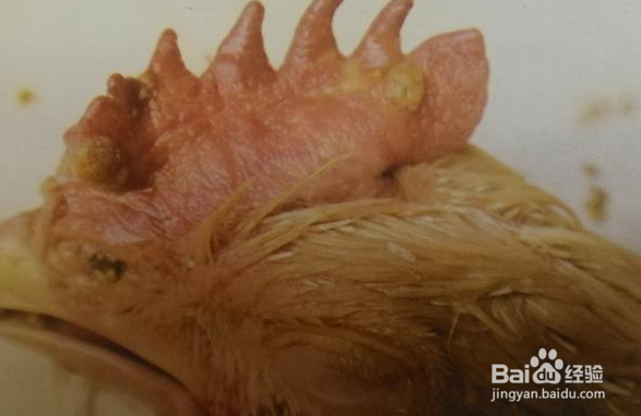 鸡冠长疙瘩怎么回事？