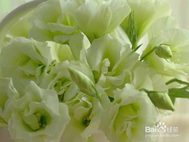 洋桔梗的养护方法是什么?