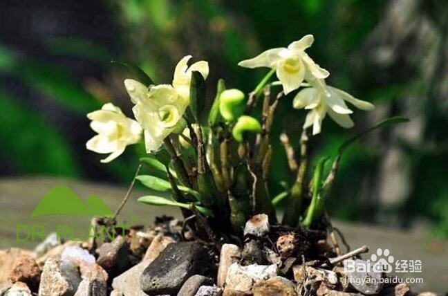 石斛兰的养殖方法及技巧