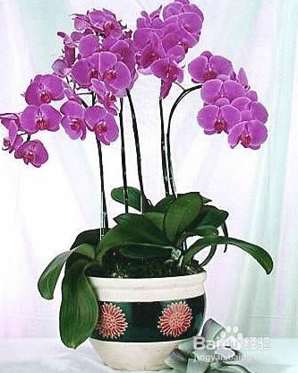 蝴蝶兰养殖方法
