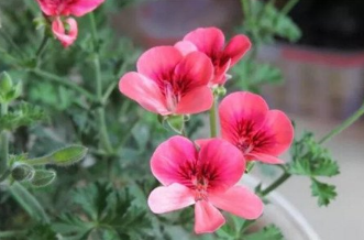 花长虫了怎么处理