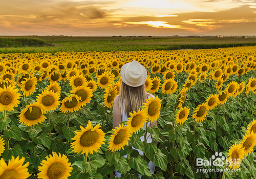 向日葵浇水怎么浇