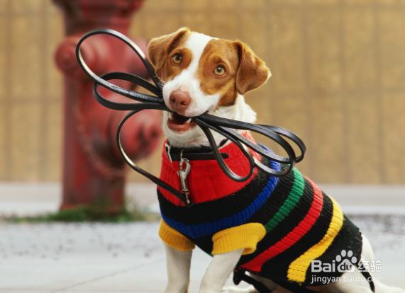 怎样照顾好你的宠物？