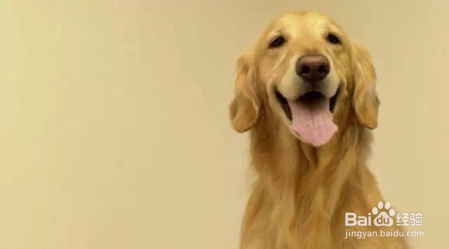 金毛狗狗的皮肤病要如何处理？
