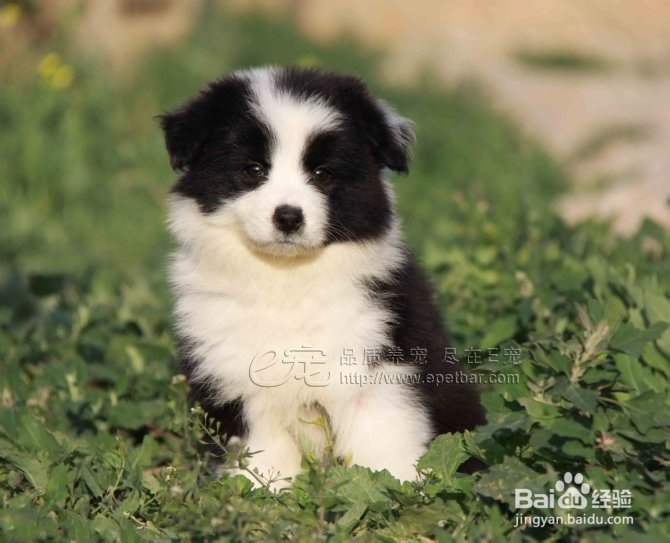 狗狗骨折了怎么办