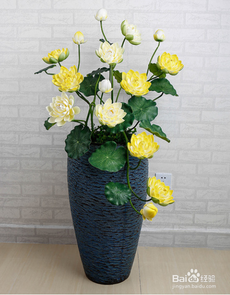 插花睡莲耷拉了怎么办