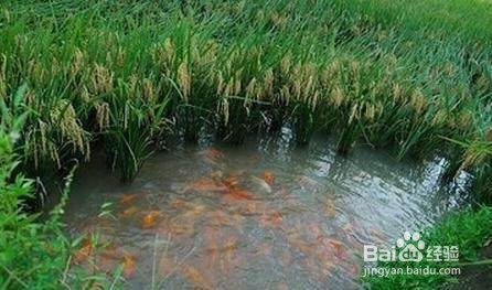 鱼苗怎么养会快长大