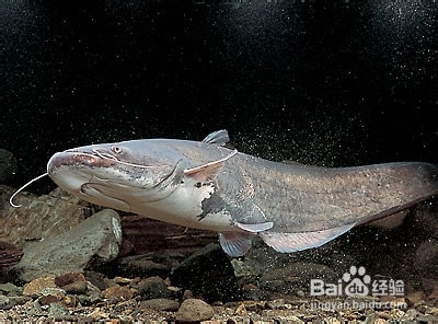 哪些食物一定不能共食（那些你不知道的秘密五）