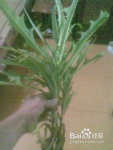 蒲公英的功效与作用及食用方法