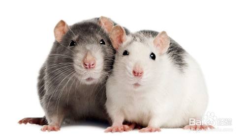 怎样区分老鼠和花枝鼠 百度经验