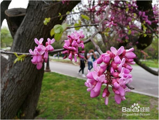 2500-3000价位哪款手机好?值得入手?