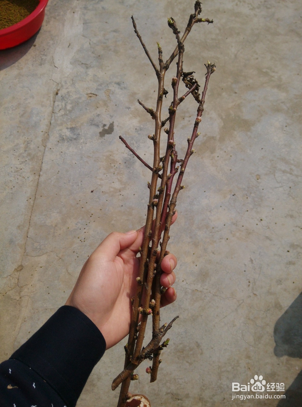 正确嫁接桃树的方法