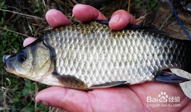野钓鲫鱼的关键技巧 野外如何钓鲫鱼
