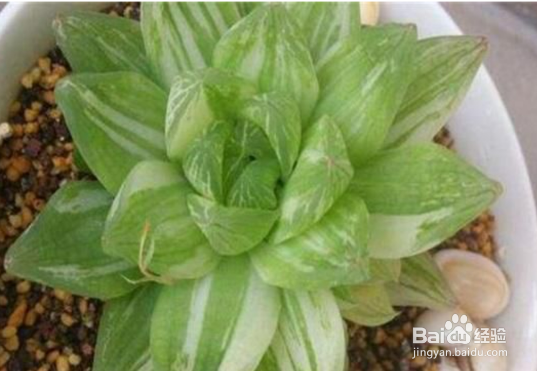 多肉玉露怎么养才能饱满通透