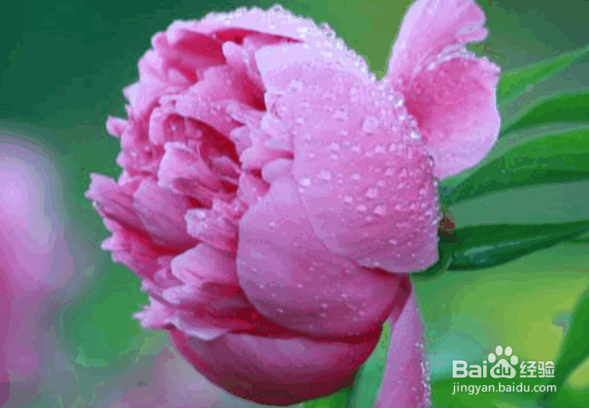 盆栽芍药的种植要点及注意事项