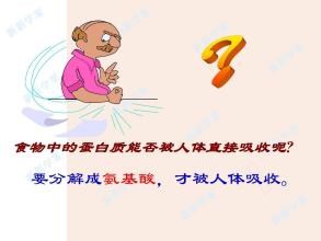 生命的活动的主要承担者——蛋白质