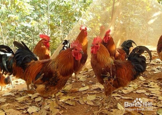 官阳天然特产攻略