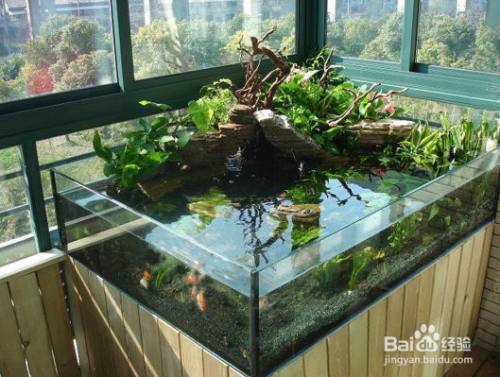 养鱼 室内可以养一些鱼,水具有吸温的效果,也是能够降低室内的温度