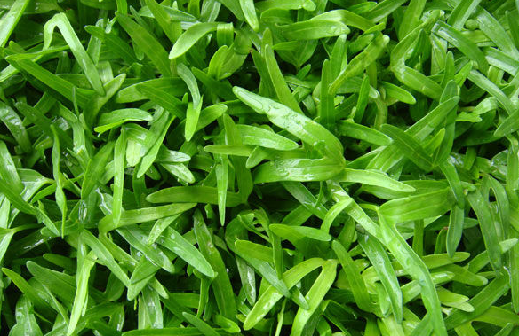 空心菜叶子能吃吗 吃空心菜叶子的好处