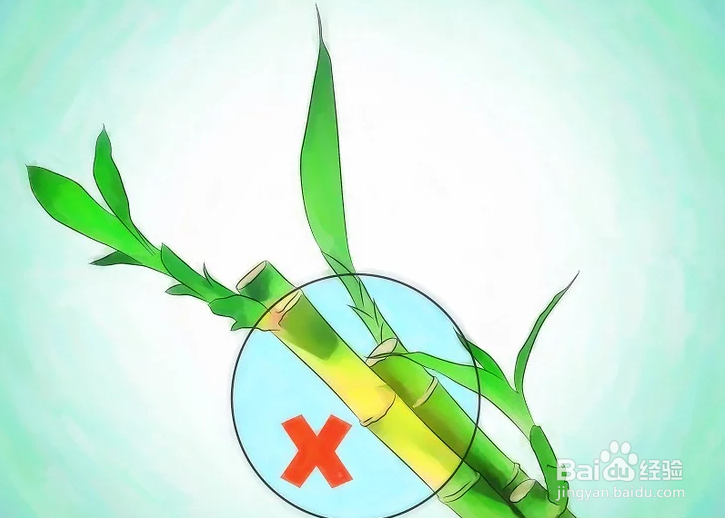 如何种植幸运竹