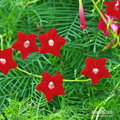 茑萝叶子发黄怎么解决