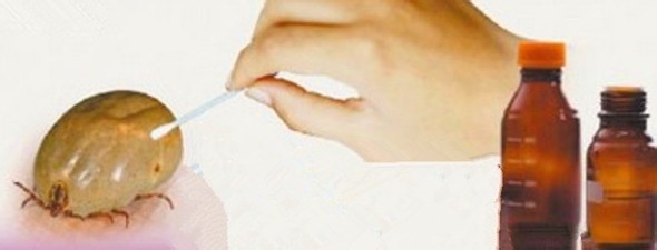 防止蜱虫叮咬小妙招与处理方法