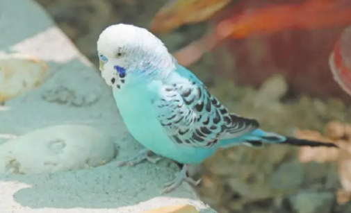 德文布克鸟多大呢