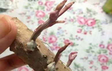 山药的保存方法 窍门