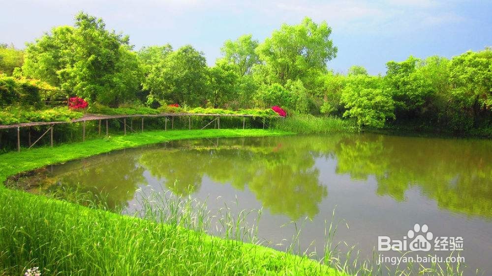 如何调控养殖池塘混浊水色