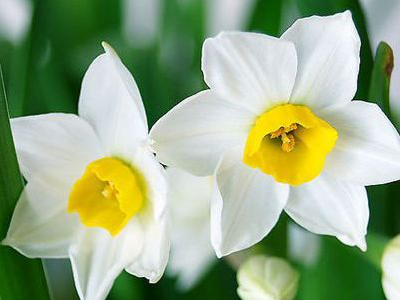 什么花的颜色是白色的