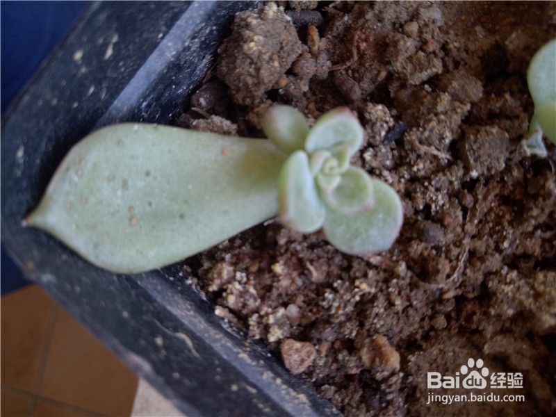 多肉植物怎么进行叶插