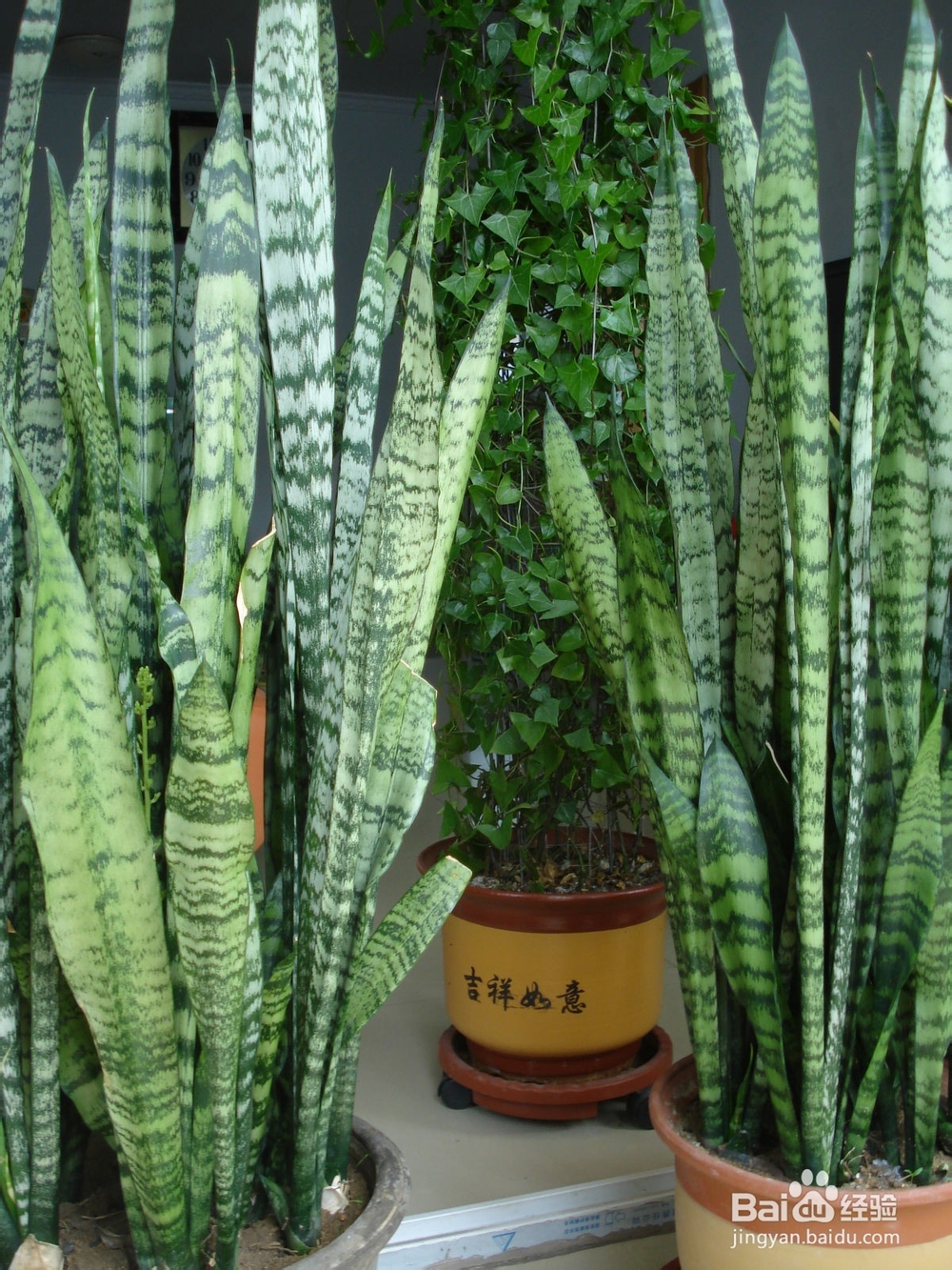 什么植物能净化装修污染