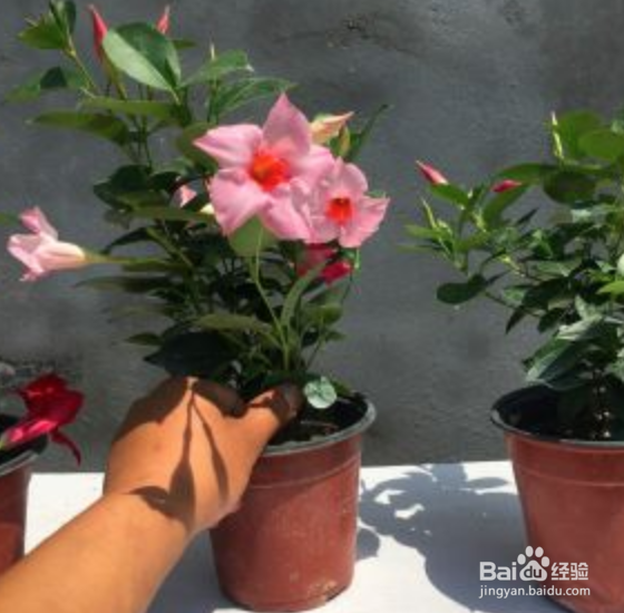 盆栽飘香藤冬天怎么养
