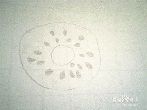 简笔画猕猴桃的画法