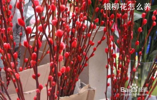 银柳花怎么养 百度经验 银柳花怎么养 百度经验