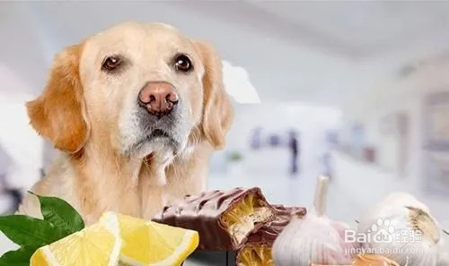 狗狗能不能吃芋头