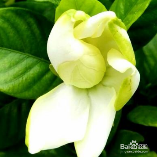枙子花怎么插扞