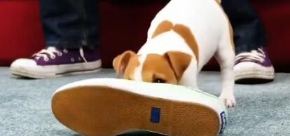 如何学会这些关于宠物的小妙招