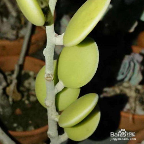 碧雷鼓多久浇一次水？