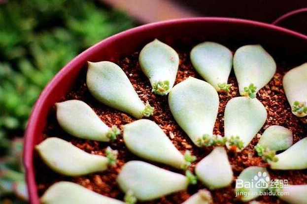 冬天多肉叶片扦插方法