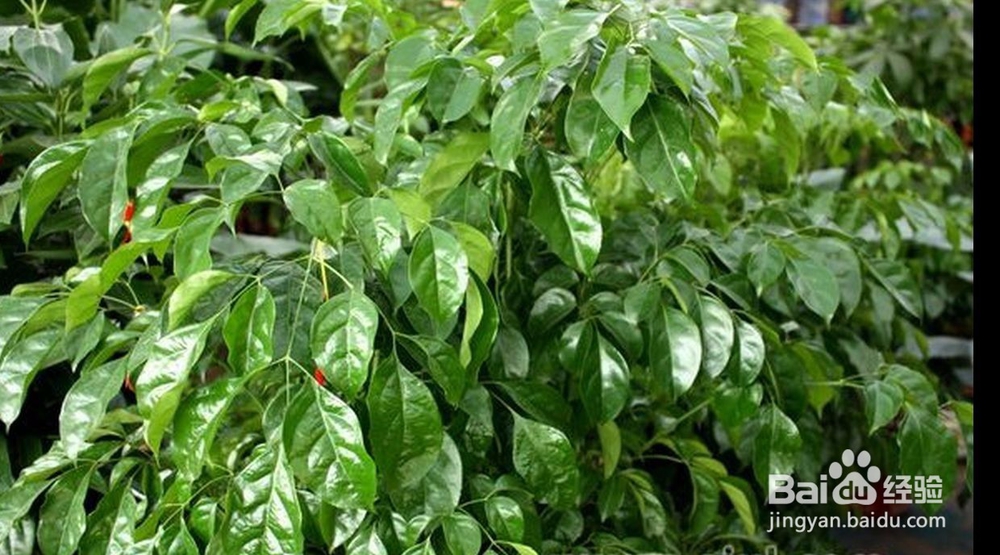 盆栽幸福树怎么养