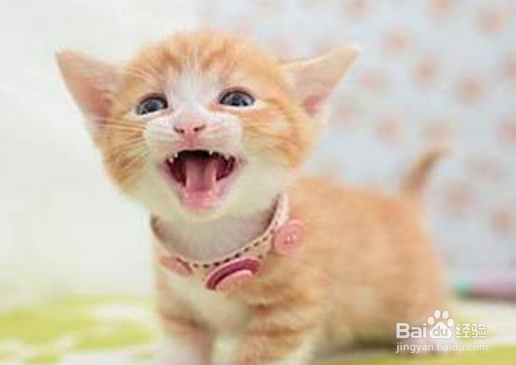 什么样的猫奶粉好？猫咪羊奶粉的好处