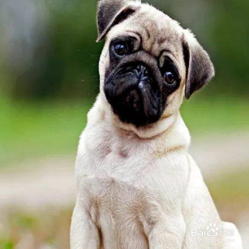 怎么看狗狗有没有营养不良？