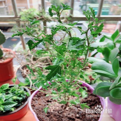 小木槿要怎样爆花多多