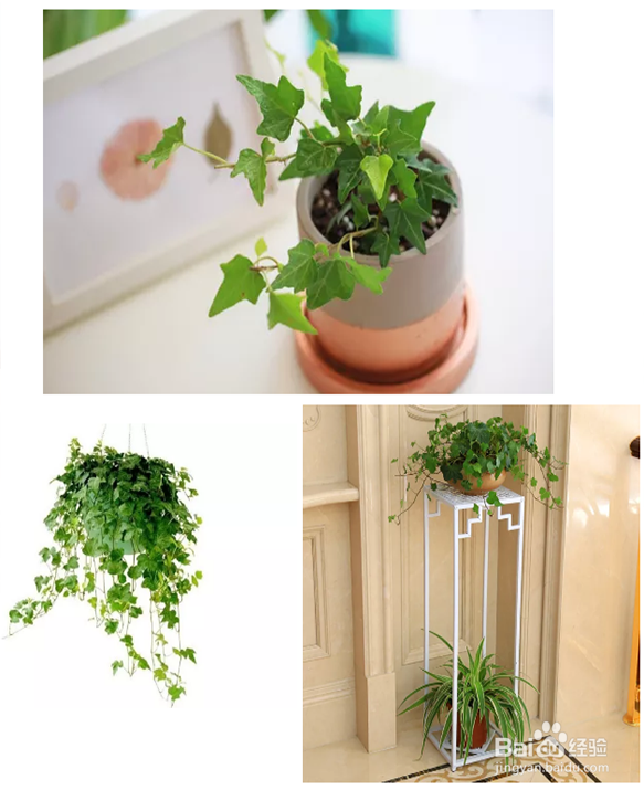 新房室内容易养的植物有那些