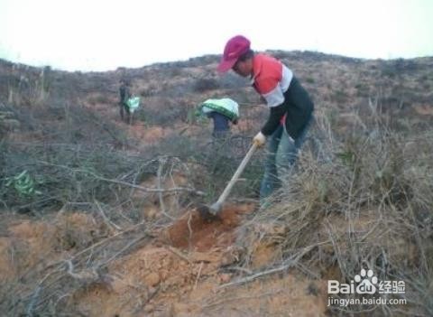 如何有效发展山林经济