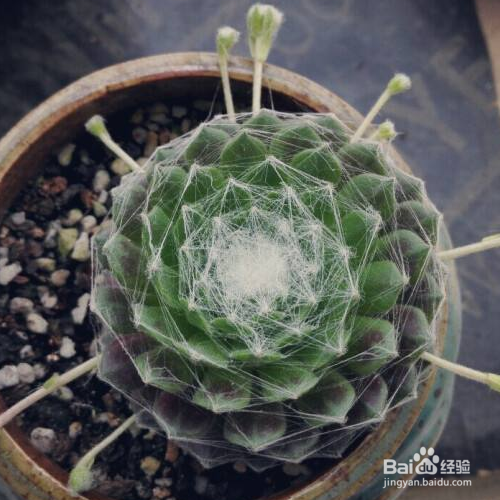 蛛丝卷绢为什么叶子变黄了？