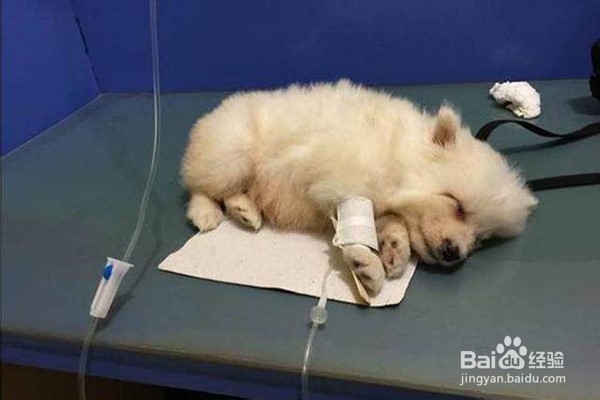 宠物为什么突然腹泻铲屎官要如何应对