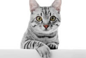 猫一直吐怎么办