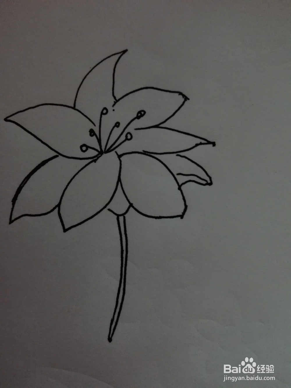 简笔画--百合花